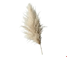 Capim dos Pampas Plumas - 6 Unidades
