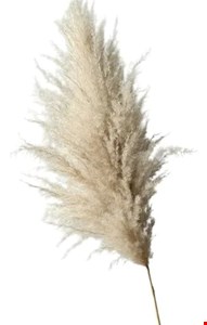 Capim dos Pampas Plumas - 6 Unidades