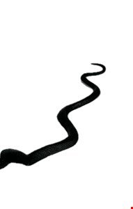 Temático Halloween - Cobra Serpente Preta Borracha 35cmC