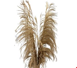 Capim dos Pampas Kit c/ 5un 1,80cmA 