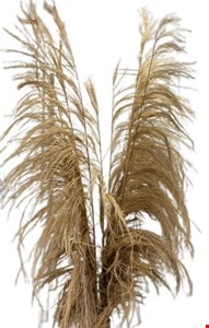 Capim dos Pampas Kit c/ 5un 1,80cmA 