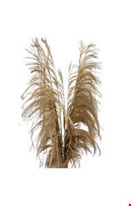 Capim dos Pampas Kit c/ 5un 1,80cmA 