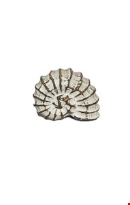 Temático Fundo do Mar - Concha Caracol Madeira Branca Patina G 10cmA Temático Fundo do Mar - Concha Caracol Madeira Branca Patina G 10cmA