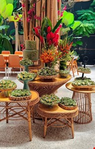 Decoração Adulto - Vime Tropical Verde II