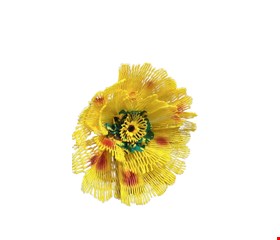 Flor Amarela 
