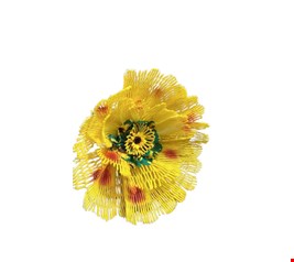 Flor Amarela Flor Amarela